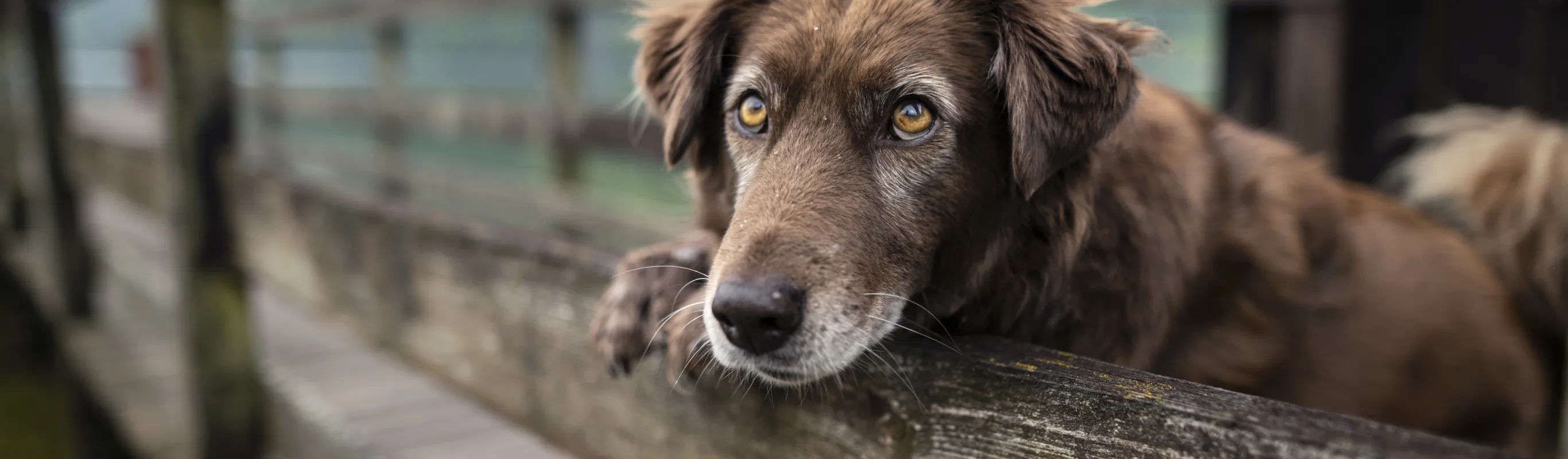 Older dog leaning with paw on wood fence